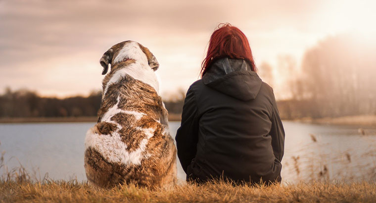 Elektropositief Kader overzien hond nemen Archieven - Your Favorite Dog Walker | Hondenuitlaat- en  Oppasservice